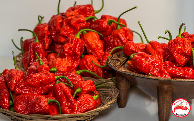 C. chinense var. 'Fatalii Gourmet Jigsaw'