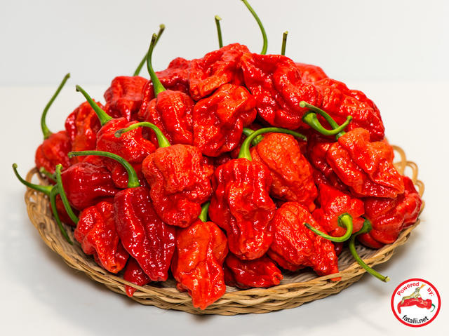 C. chinense var. 'Fatalii Gourmet Jigsaw'