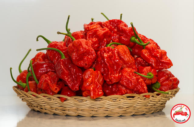 C. chinense var. 'Fatalii Gourmet Jigsaw'