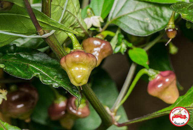 C. chinense var. 'Cheiro Roxa'