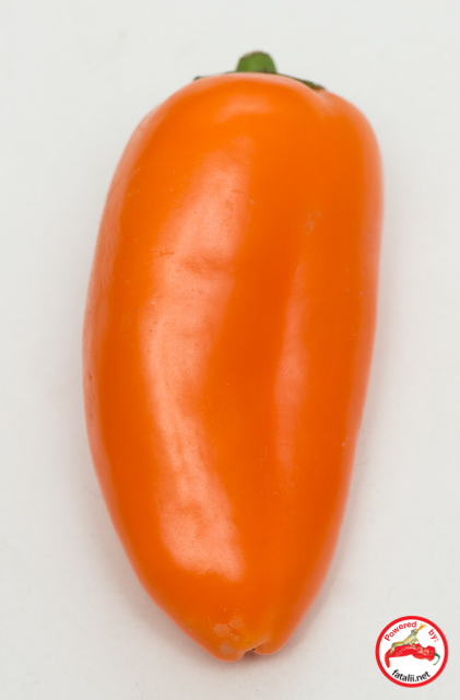 C. annuum var. 'Minipaprika Orange'