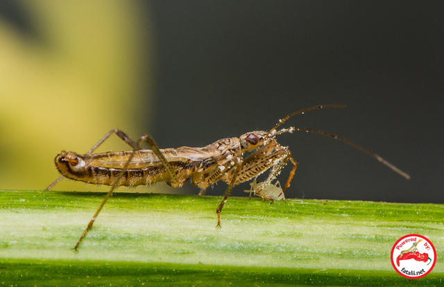Aphid Eater!