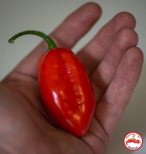 C. chinense var. 'Fatalii Gourmet Rocato'