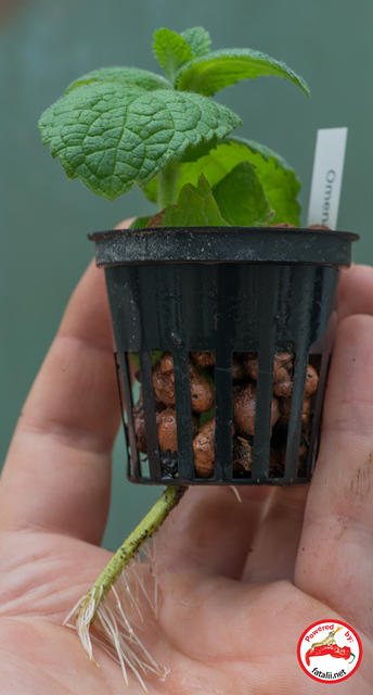 Apple Mint