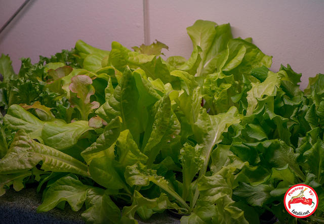 Lettuce LED  test	