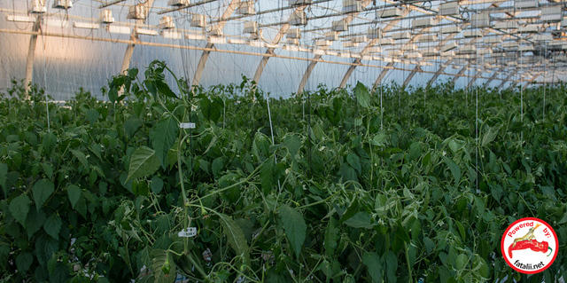 Greenhouse