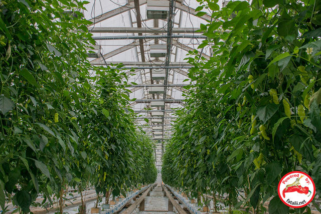 Greenhouse