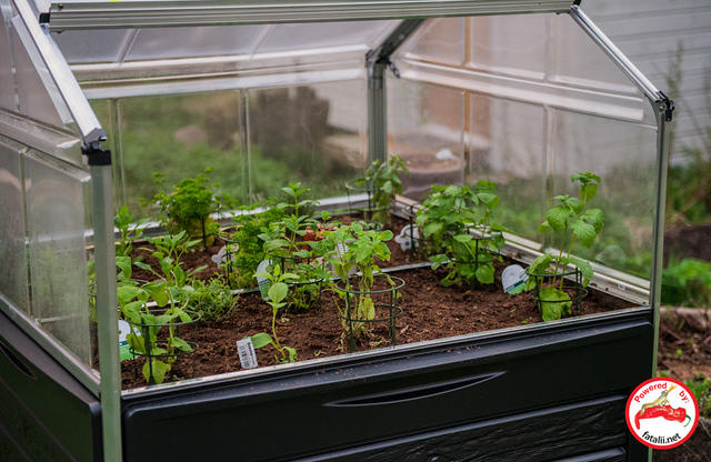 Mini Herb greenhouse